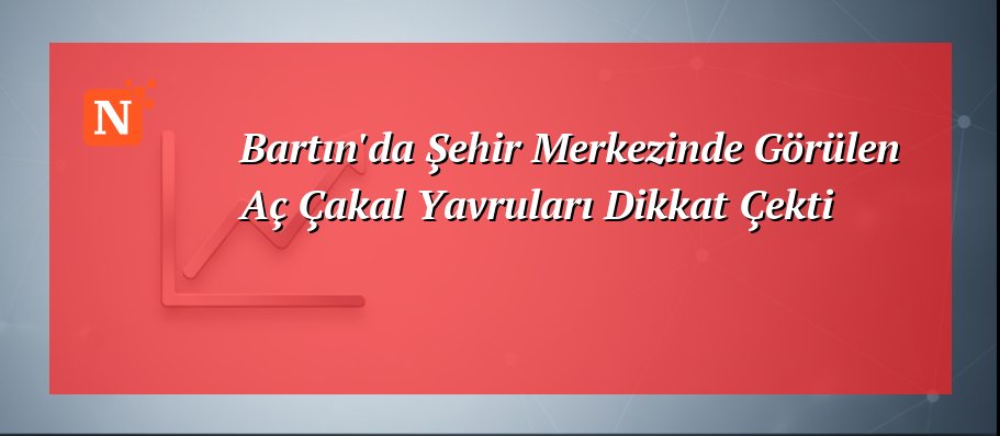 Bartın'da Şehir Merkezinde Görülen Aç Çakal Yavruları Dikkat Çekti