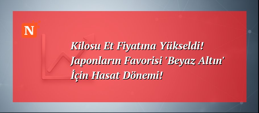 Kilosu Et Fiyatına Yükseldi! Japonların Favorisi ‘Beyaz Altın’ İçin Hasat Dönemi!